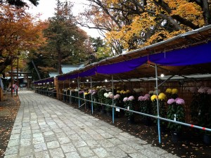 菊花展