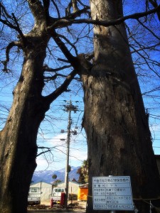 ケヤキ